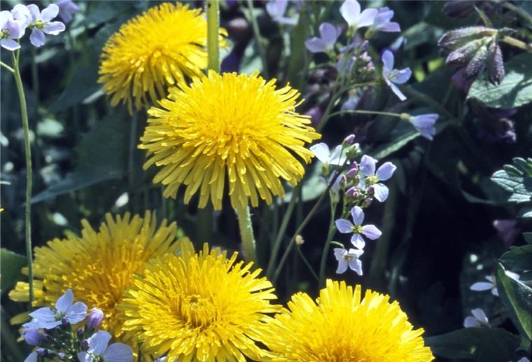 Nabu bietet Pflanzenmarkt in Dorum an Naturnahe Gärten will der Nabu vernetzen.