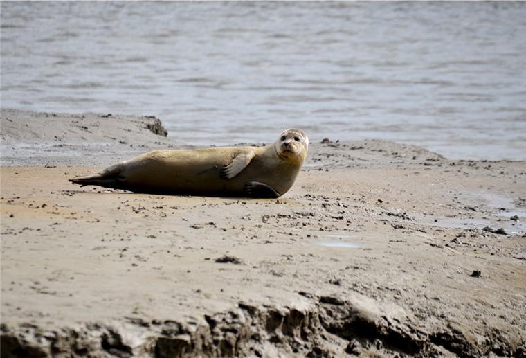Naturschutzverbände: Kritik an der Nordsee-Verordnung Eine Robbe am Wattenmeer.