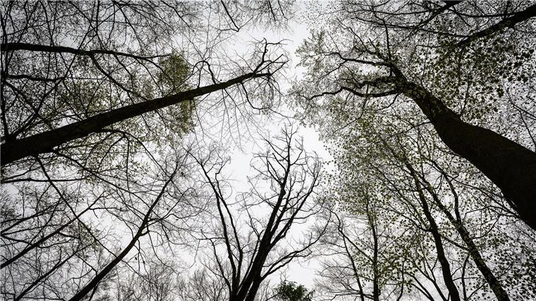 Wiederaufforstung in Niedersachsen schreitet voran Neben den stark betroffenen Fichten gibt es auch Schäden an anderen Baumarten wir Buchen. (Archivbild)