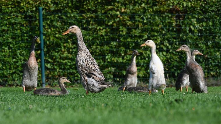 Neben Gänsen hält Ludwig Smidt auch Enten.