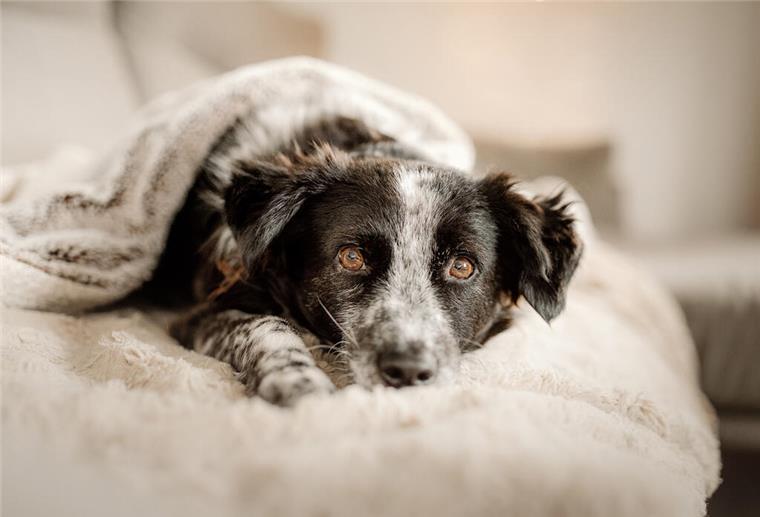 Kann ich mir ein Haustier wirklich leisten? Ein Hund liegt auf einem Sofa.