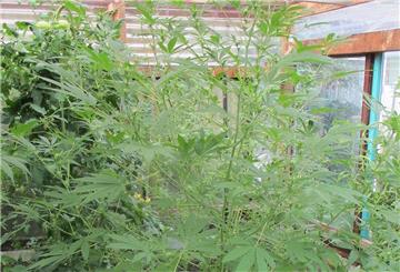 Cannabispflanzen in Gewächshaus