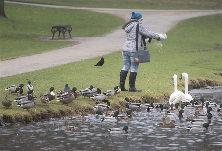 Vogelgrippe: BUND bittet, Wasservögel nicht zu füttern Nett gemeint, aber derzeit gefährlich für die Vögel. Durch die Ansammlung von Tieren könnte sich die Vogelgrippe weiter verbreiten, warnt der Umweltverband BUND.
