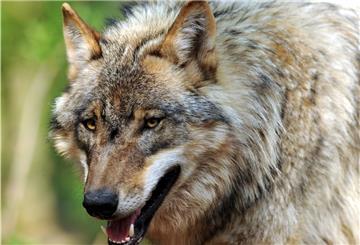 Neue intelligte Zäune sollen den Wolf stoppen - zumindest, wenn er sich Weiden nähert.