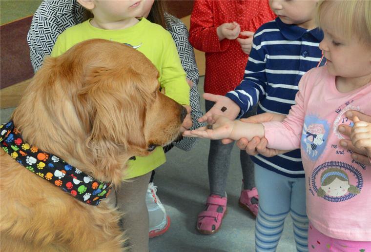 In der Kindertagesstätte ist der Kita-eigene Retriever "Balu" bei ein- bis zweijährigen Kindern, die ihrem Hund ein Leckerli geben dürfen.