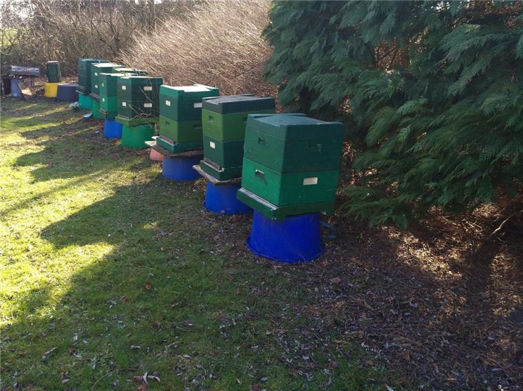 Schon wieder: Bienenvölker im Cuxland gestohlen Neun Bienenvölker wurden in Padingbüttel (Wurster Nordseeküste) gestohlen.