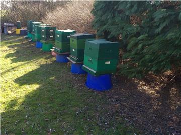Neun Bienenvölker wurden in Padingbüttel (Wurster Nordseeküste) gestohlen.