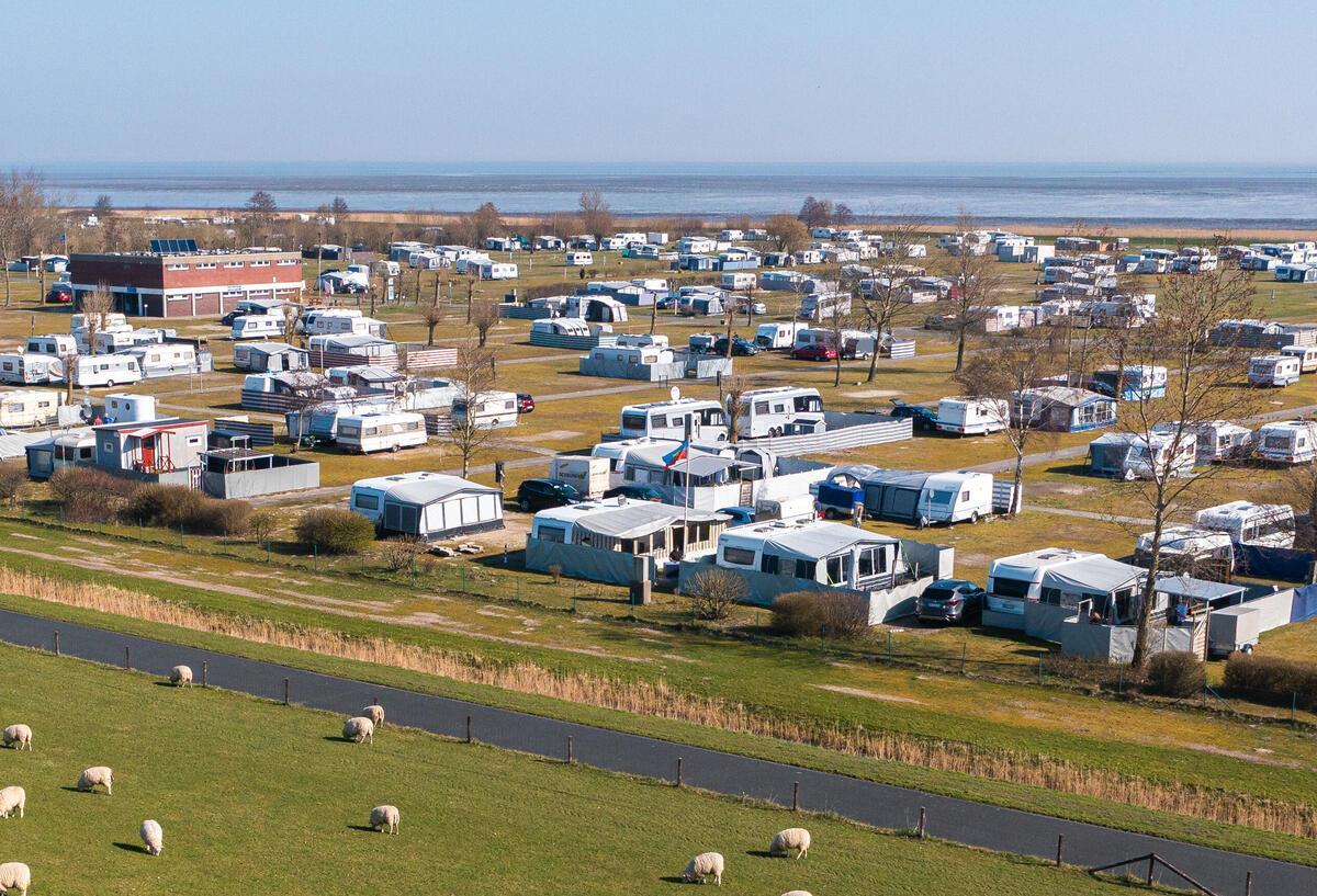 Schafe sind bei schönem Wetter und Sonnenschein auf einer Wiese vor dem Campingplatz von Hooksiel an der Nordseeküste.