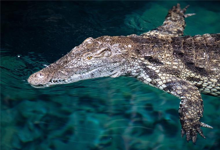 Hamburg: Drei neue Nilkrokodile in Hagenbecks Tropen-Aquarium Ein Nilkrokodil schwimmt im Hamburger Tierpark Hagenbeck in einem Becken.