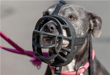 Ein Hund trägt einen Maulkorb. Ein Hundetrainer erklärt, welche Rassen er sich nicht anschaffen würde.