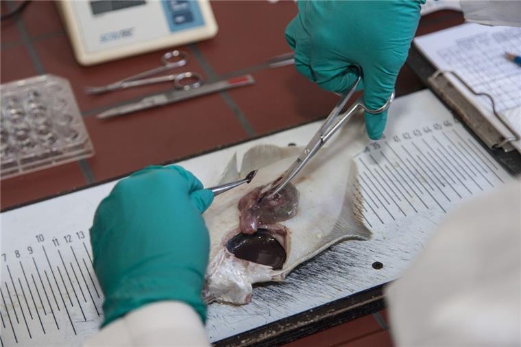 Das Thünen-Institut: Wissenschaftler im Dienste der Fischgesundheit Nicht auf die Filets der Kliesche, sondern auf die Innereien – wie Milz (an der Pinzettenspitze) und Darm – haben es die Cuxhavener Forscher im Thünen-Institut für Fischereiökologie abgesehen. Der Plattfisch gehört zu den häufigsten Bewohnern der Nordsee und gilt als besonders krankheitsanfällig.