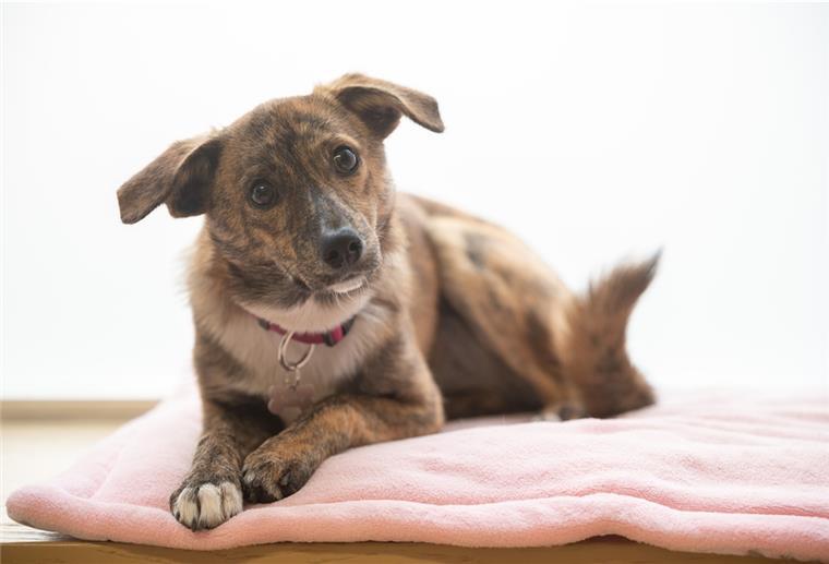 15.000 Kilometer fürs Tierwohl durch die Wesermarsch Nicht immer ist der Hund dort, wo die Besitzer ihn vermuten. Der Tiersuchdienst Wesermarsch hat 2021 viel mit der Suche nach entlaufenen Hunden zu tun gehabt.