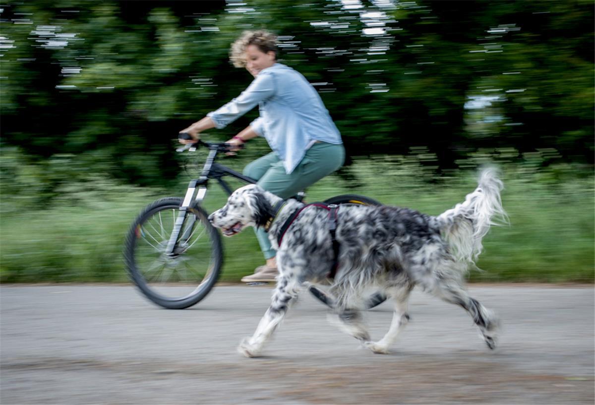 Vier Pfoten und zwei Reifen: Fahrradfahren mit Hund Eine Frau fährt mit ihrem Hund Fahrrad.