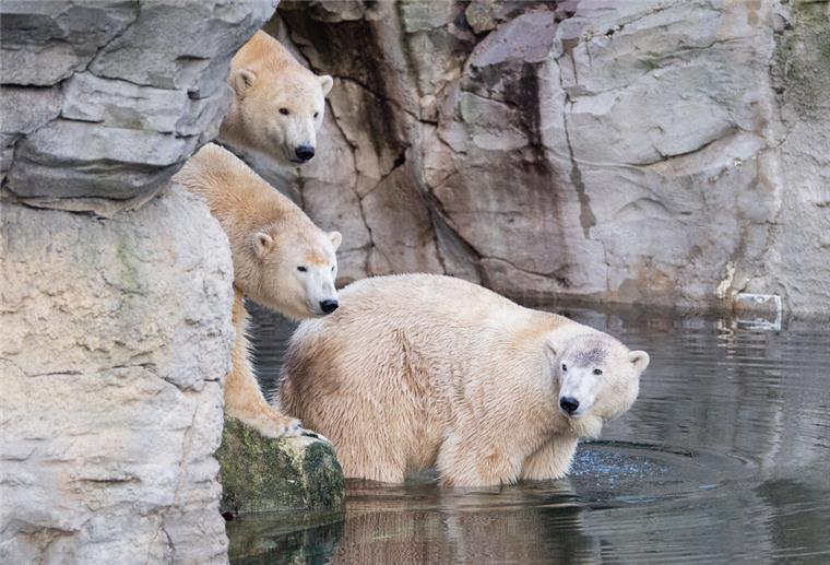 Familienglück lässt (noch) auf sich warten: Eisbären im Zoo weiter getrennt Nicht mehr zusammen auf der Anlage: Mutter Valeska und die Zwillinge Anna und Elsa.