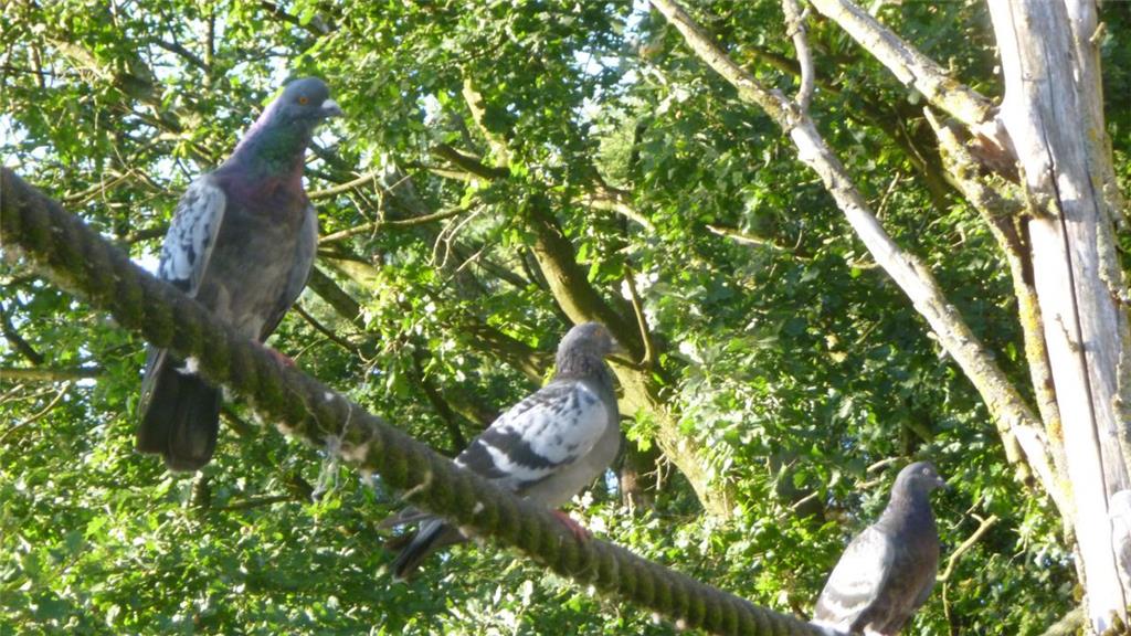 Nicht nur im Wildpark das häufigste Tier: Die Tauben