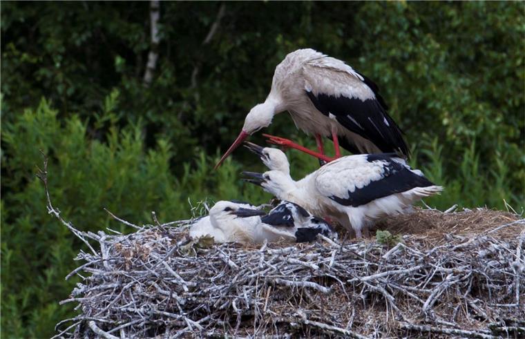 Immer mehr Störche brüten im Cuxland Nicht nur in Steinau fühlen sich die Störche heimisch. Dort wurde auch in diesem Jahr die Tiere schon gesichtet. Das Foto zeigt eine Fütterung aus dem Jahr 2014.