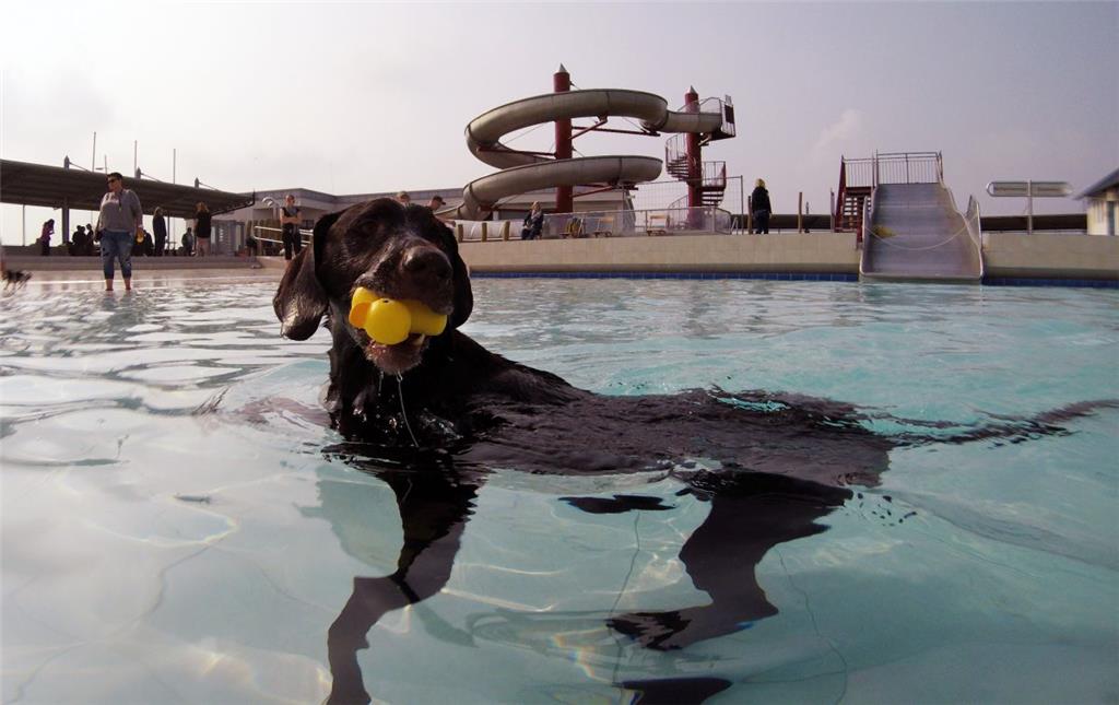 Nicht nur Kinder lieben Quietscheentchen, dieser Hund hat sein Exemplar beim ers...