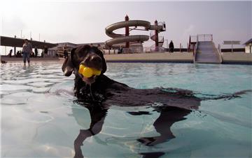 Nicht nur Kinder lieben Quietscheentchen, dieser Hund hat sein Exemplar beim ers...
