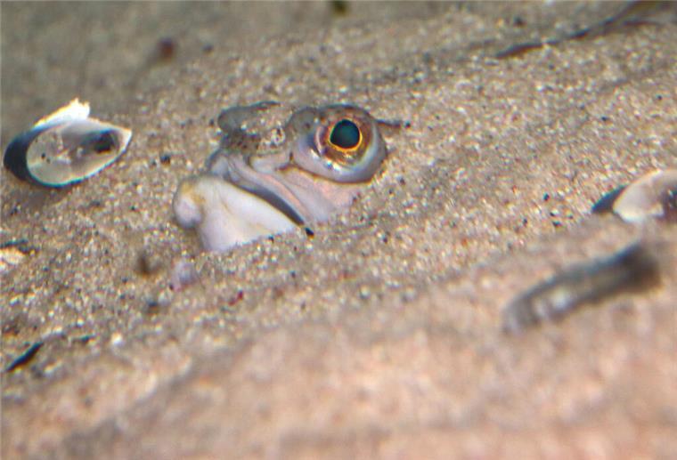 Ein Petermännchen hat sich in den Sandboden eingegraben