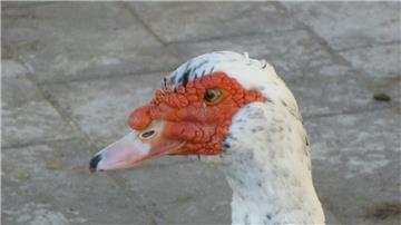 Nicht so hübsch: Die Warzen-Ente.