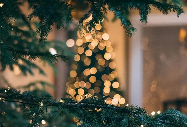 BEG holt Tannenbäume in Bremerhaven ab Symbolfoto Tannenbaum