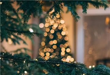 Symbolfoto Tannenbaum