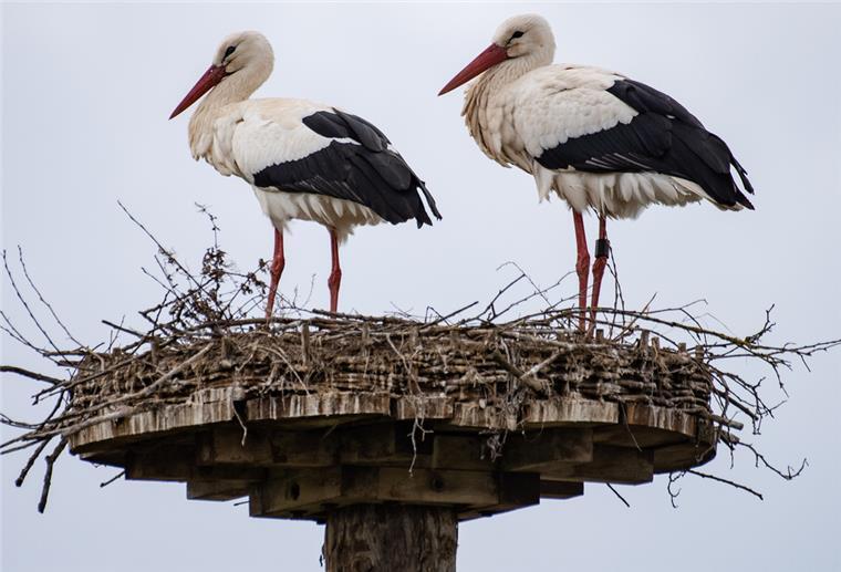 Naturschutzbund: Zahl der Weißstörche in Niedersachsen wächst Zwei Störche stehen in einem Storchennest