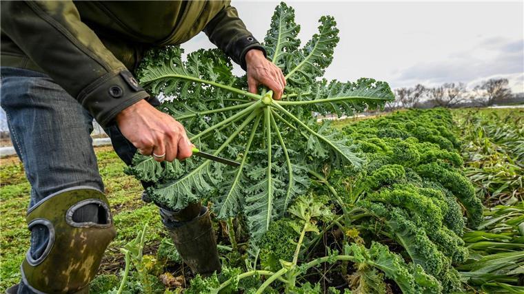 Niedersachsen unterstützt den Anbau von Bio-Gemüse in der ukrainischen Partnerregion Mykolajiw. (Archivbild)