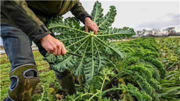 Niedersachsen unterstützt den Anbau von Bio-Gemüse in der ukrainischen Partnerregion Mykolajiw. (Archivbild)