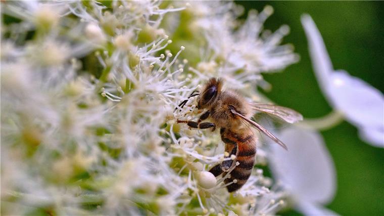 Land entschädigt Bauern für mehr Insektenschutz Niedersachsen will Bauern für Verluste durch Insektenschutz entschädigen. (Symbolbild)