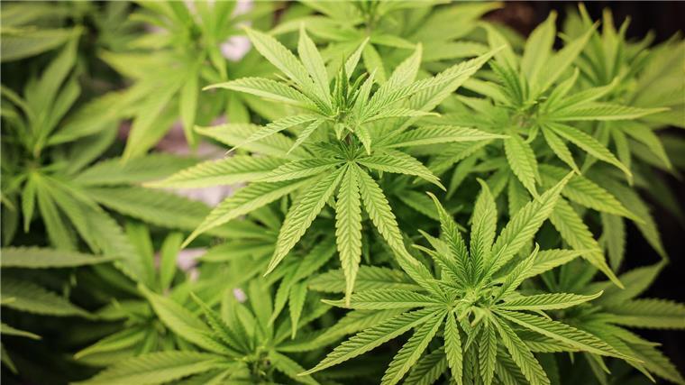 Philippi will Internethandel mit Cannabis erschweren Niedersachsens Gesundheitsminister Philippi: „Es darf nicht sein, dass das Kiffen von Medizinalcannabis im Rundum-sorglos-Paket über drei Klicks im Internet so leicht ermöglicht wird.“ (Symbolbild)