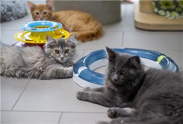 Katzen im Tierheim