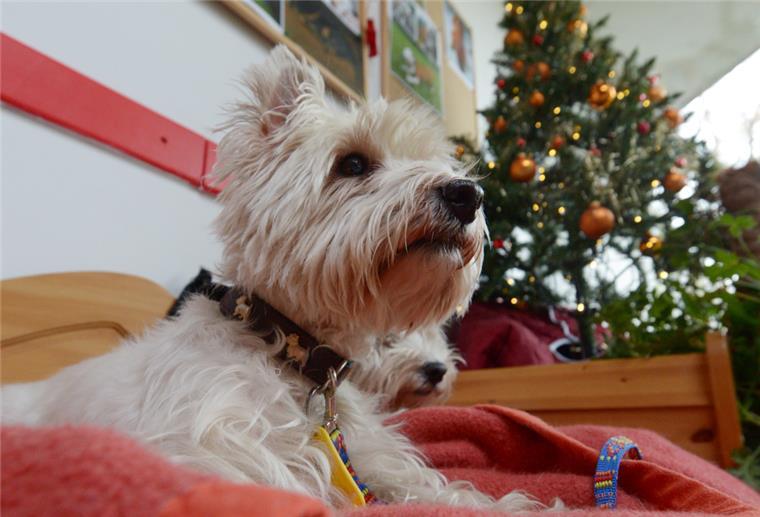 Tierschutzbeauftragte: Tiere sind kein Weihnachtsgeschenk Ein West Highland Terrier sitzt in einem Tierheim auf einer Decke vor einem geschmückten Weihnachtsbaum.