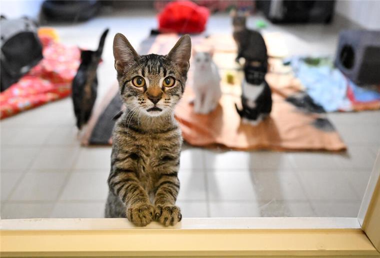 Junge Katzen sind im Tierheim untergebracht