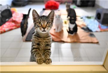 Junge Katzen sind im Tierheim untergebracht