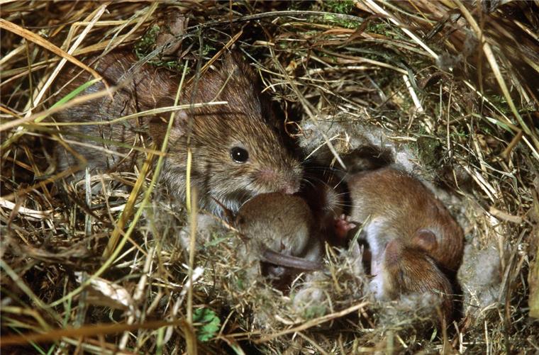 Niedersachsens Landwirte erhalten Unterstützung gegen Mäuseplage Niedlich anzuschauen, für Landwirte aber eine Katastrophe: Bis zu 150 000 Hektar Grünland haben Mäuse allein in Niedersachsen geschädigt.