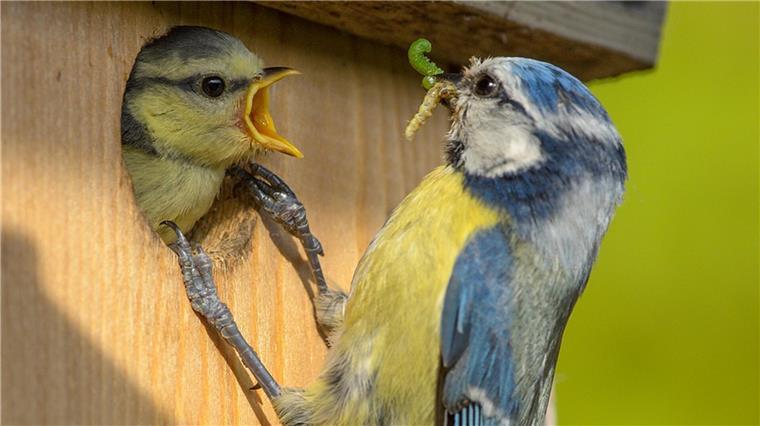 NABU: Jetzt bleibt noch Zeit zum Bau von Nistkästen Vögel im Nistkasten