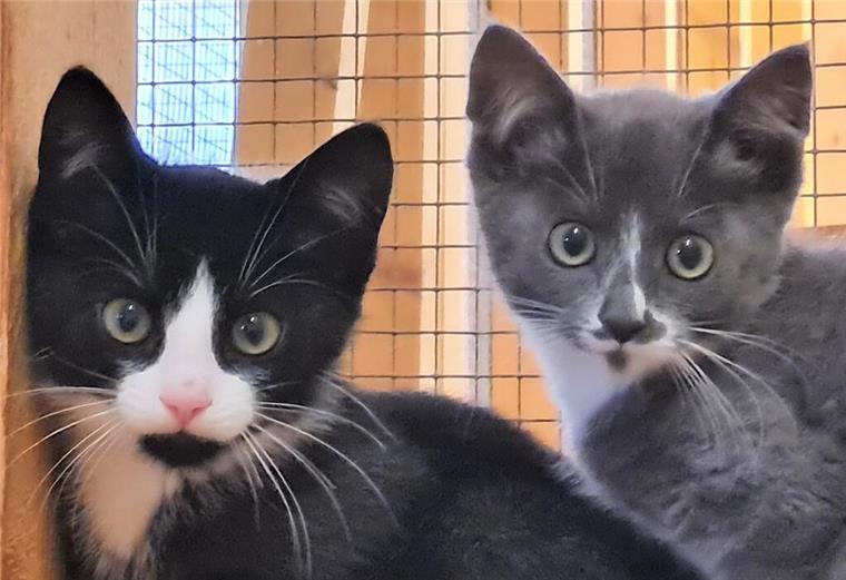 Katzen