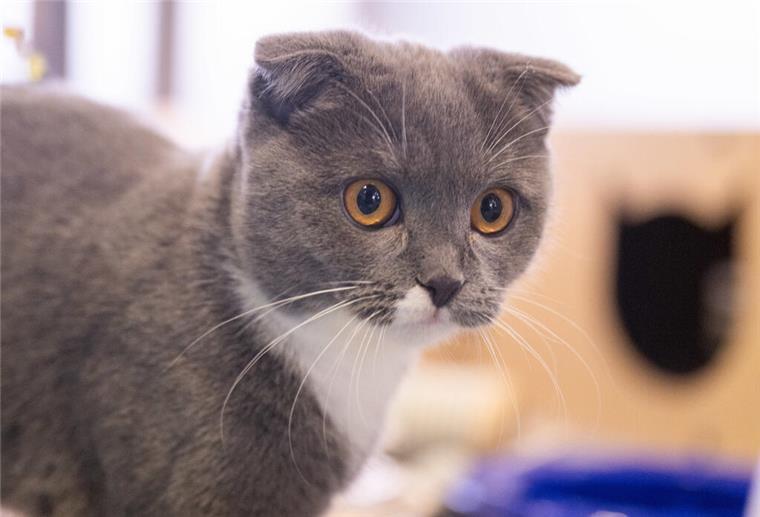 Kranke Modekatzen - Der Preis der Niedlichkeit PRODUKTION - 28.02.2025, Berlin: Die Katze Coco der Rasse Scottish Fold steht im Tierheim Berlin. Von Qualzucht sprechen Fachleute, wenn Tieren bestimmte Merkmale wie Kulleraugen, eine flache Schnauze oder besondere Fellfarben angezüchtet werden, diese dadurch aber ein Leben lang unter gesundheitlichen Schäden leiden. (zu dpa: «Kranke Modekatzen - Der Preis der Niedlichkeit») Foto: Christophe Gateau/dpa +++ dpa-Bildfunk +++
