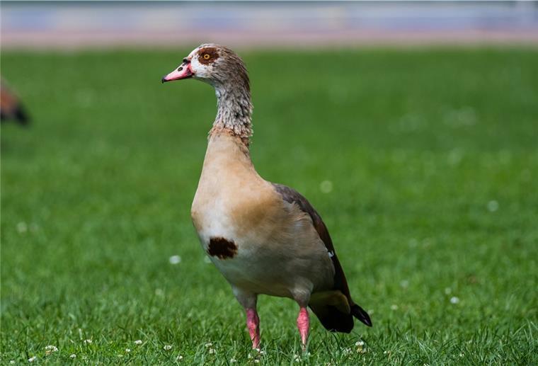 Schäden durch eingewanderte Tierarten im Cuxland Nilgänse gelten als äußerst aggressiv. Sie vertreiben sogar Störche aus ihren Nestern.