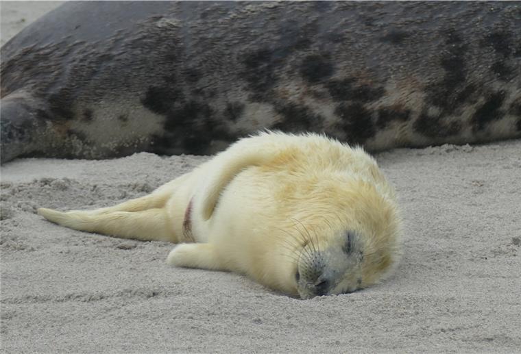 Geburtenrekord bei Helgoländer Kegelrobben Noch ist die Geburtensaison nicht vorbei - doch bereits jetzt steht fest: In dieser Wurfsaison wurden erneut mehr Kegelrobbenbabys auf Helgoland geboren.