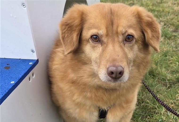 Leni liebt Spaziergänge – und braucht Zeit, um Vertrauen zu fassen Ein Hund blickt in die Kamera. Noch scheu, aber neugierig: Leni wünscht sich ein liebevolles Zuhause mit Geduld.