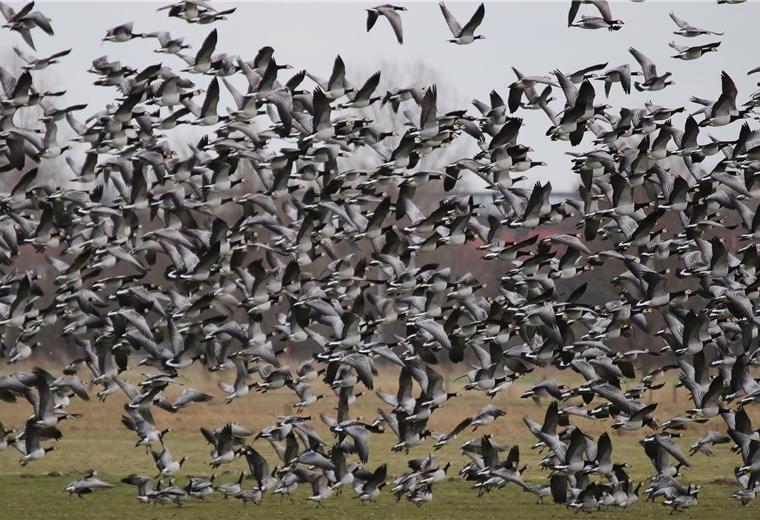 Bessere Entschädigung für Landwirte wegen Gänse-Schäden Nonnengänse rasten in der Wesermarsch zu Zehntausenden - sie fressen die Wiesen kahl.
