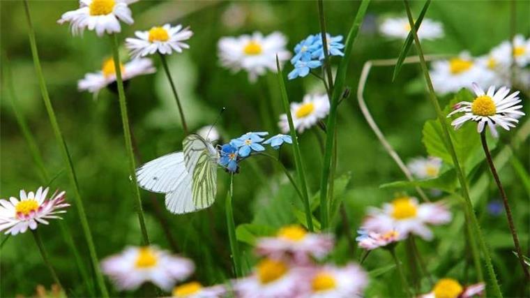 Nordenham soll blühen - mit dem Erlös der Benefizparty soll das Blumenwiesenprojekt unterstützt werden.