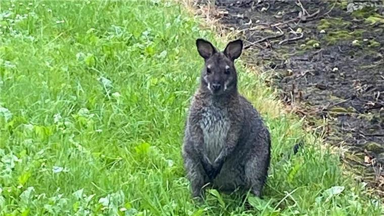 Nun in neuem Zuhause: das im Kreis Stade eingefangene Känguru. 