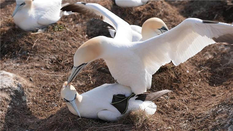 Brutsaison auf dem Lummenfelsen auf Helgoland Nur auf dem Lummenfelsen brüten in Deutschland die fünf Hochseevogelarten Trottellumme, Basstölpel, Dreizehenmöwe, Eissturmvogel und Tordalk.