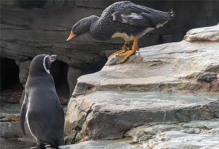 Nicht Eisbär, nicht Puma: Diese Ente im Zoo am Meer wird unterschätzt Nur die Humboldt-Pinguine halten es mit den Dampfschiffenten aus, die in der Paarungszeit „Dampf ablassen“.
