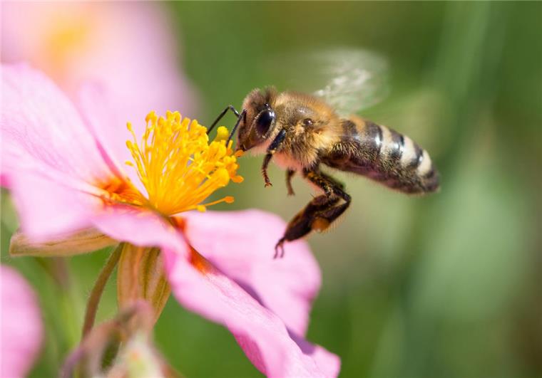 Mit gefüllten Blüten und Co: Naturnahes Gärtnern hilft den Bienen Nur Pflanzen mit ungefüllten Blüten bieten Nahrung für Bienen.