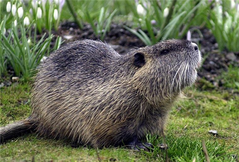 Nutria-Bestand ist in der Wesermarsch explodiert Nutrias bringen bis zu 15 Kilo und mehr auf die Waage.