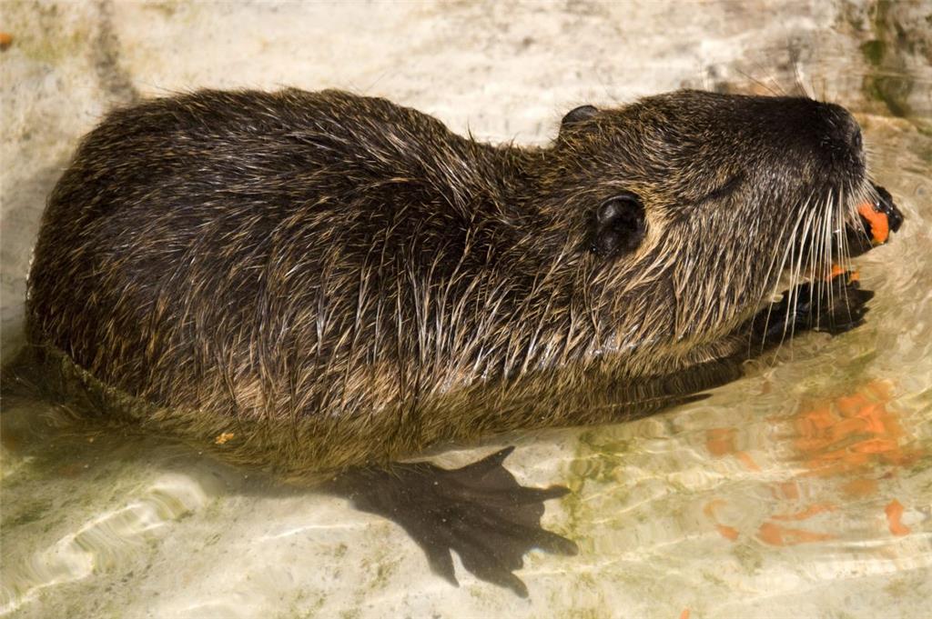 Nutrias sind an Land die langsamste Tierart: Sie bewegen sich mit maximal fünf Stundenkilometern. Gemählich. Im Wasser sind sie mit vier bis zehn Stundenkilometern unterwegs.